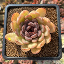 Echeveria 'Mirine' 3"-4" Succulent Plant Cutting