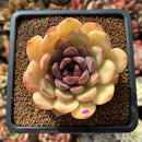 Echeveria 'Mirine' 3"-4" Succulent Plant Cutting