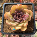Echeveria 'Mirine' 3"-4" Succulent Plant Cutting