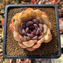 Echeveria 'Mirine' 3"-4" Succulent Plant Cutting