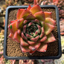 Echeveria Agavoides 'Morgain' 3" Succulent Plant Cutting