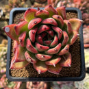 Echeveria Agavoides 'Morgain' 3" Succulent Plant Cutting