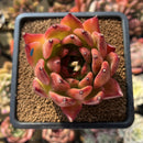 Echeveria Agavoides 'Morgain' 3" Succulent Plant Cutting