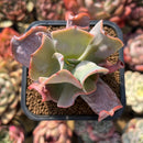 Echeveria 'Culibra' 2" Succulent Plant Cutting