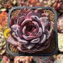 Echeveria 'Odette' 2" Succulent Plant Cutting