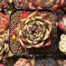 Echeveria 'Blue Dragon' Type A 1"-2" Succulent Plant Cutting