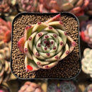 Echeveria 'Blue Dragon' Type A 1"-2" Succulent Plant Cutting