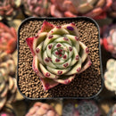 Echeveria 'Blue Dragon' Type A 1"-2" Succulent Plant Cutting