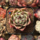 Echeveria 'Blue Dragon' Type A 1"-2" Succulent Plant Cutting