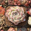 Echeveria 'Ice Soul' 2" Succulent Plant Cutting