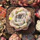 Echeveria 'Ice Soul' 2" Succulent Plant Cutting