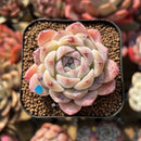 Echeveria 'Ice Soul' 2" Succulent Plant Cutting