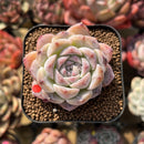Echeveria 'Ice Soul' 2" Succulent Plant Cutting