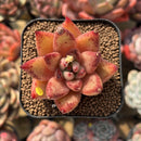 Echeveria 'Gumiho' (Tolimanensis x Mexican 'Maria' Hybrid) 2" Mam&Sister Farm Original Japanese Hybrid Succulent Plant Cutting
