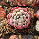 Echeveria 'Missing Snow' 2" Succulent Plant Cutting