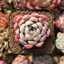 Echeveria 'Missing Snow' 2" Succulent Plant Cutting