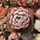 Echeveria 'Missing Snow' 2" Succulent Plant Cutting