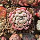 Echeveria 'Missing Snow' 2" Succulent Plant Cutting