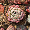 Echeveria 'Missing Snow' 2" Succulent Plant Cutting