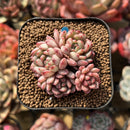 Echeveria 'Goldfinch' 2"-3" Succulent Plant Cutting