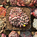 Echeveria 'Goldfinch' 2"-3" Succulent Plant Cutting