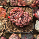 Echeveria 'Goldfinch' 2"-3" Succulent Plant Cutting