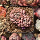 Echeveria 'Goldfinch' 2"-3" Succulent Plant Cutting