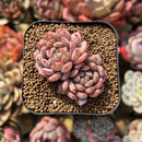 Echeveria 'Goldfinch' 2"-3" Succulent Plant Cutting