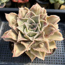 Echeveria 'Madiba' 5"-6" Large Succulent Plant