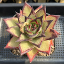 Echeveria Agavoides 'Dark Lord' 5" Extra Large Succulent Plant