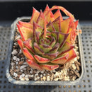 Echeveria Agavoides 'Orange Ebony' 2"-3" Succulent Plant