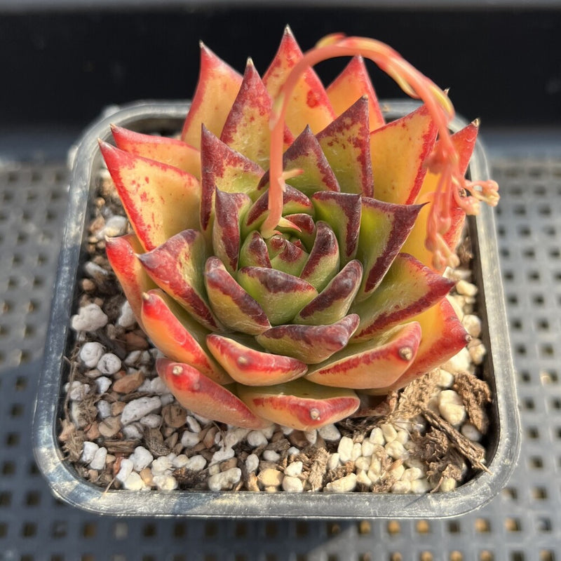 succulent with orange tips Echeveria Agavoides 'Orange Ebony' 2"-3" Succulent Plant