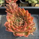 Echeveria 'Elizabeth' 4"-5" Large Succulent Plant