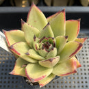 Echeveria Agavoides 'Montania' 3" Succulent Plant