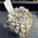 Echeveria 'Viyant' 3" Succulent Plant