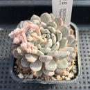 Echeveria 'Viyant' 3" Succulent Plant