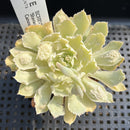 Echeveria 'Shaviana' Carunculated 2" Succulent Plant