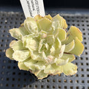 Echeveria 'Shaviana' Carunculated 2" Succulent Plant