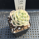 Echeveria 'Compton Carousel' Variegated 2" Succulent Plant