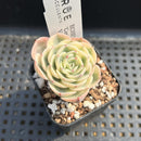 Echeveria 'Compton Carousel' Variegated 2" Succulent Plant