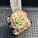 Echeveria 'Compton Carousel' Variegated 2" Succulent Plant