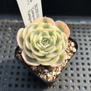 Echeveria 'Compton Carousel' Variegated 2" Succulent Plant
