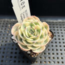 Echeveria 'Compton Carousel' Variegated 2" Succulent Plant