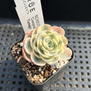 Echeveria 'Compton Carousel' Variegated 2" Succulent Plant