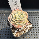 Echeveria 'Compton Carousel' Variegated 2" Succulent Plant