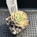 Echeveria 'Compton Carousel' Variegated 2" Succulent Plant
