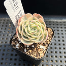 Echeveria 'Compton Carousel' Variegated 2" Succulent Plant