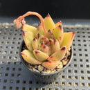 Echeveria Agavoides sp. 1"-2" Succulent Plant