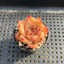 Echeveria Agavoides sp. 1"-2" Succulent Plant