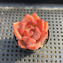 Echeveria 'Pink Champaign' 2" Succulent Plant